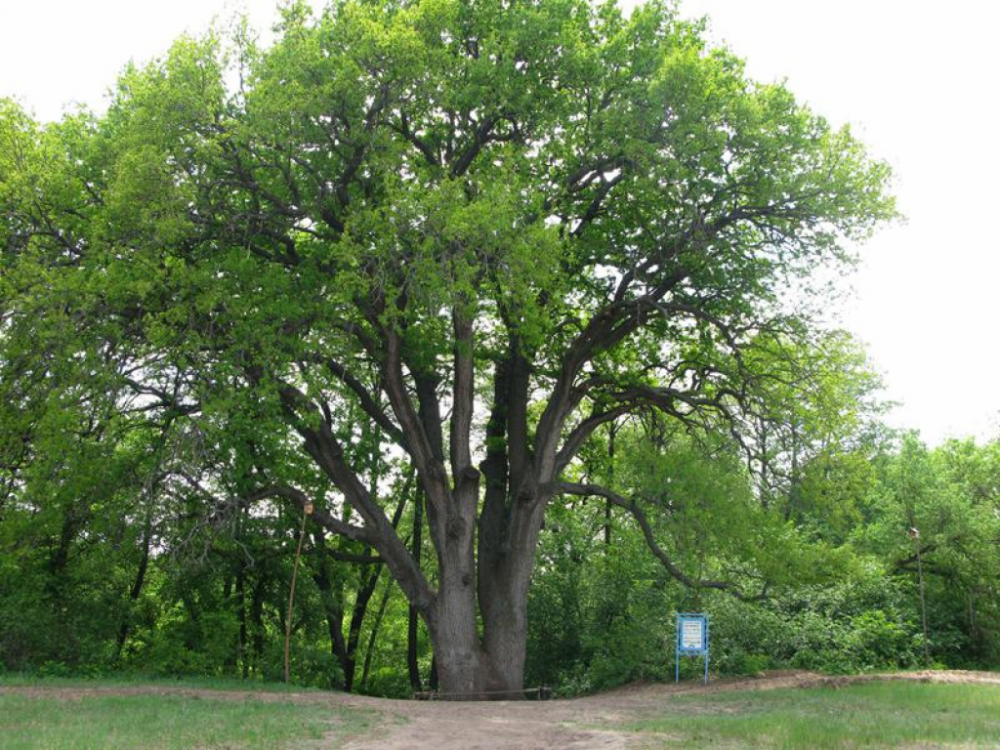 Main tree. Вешенская дуб великан. Дуб великан в Вешенской. Столетний дуб Вешенская. Дуб великан Шолоховский район