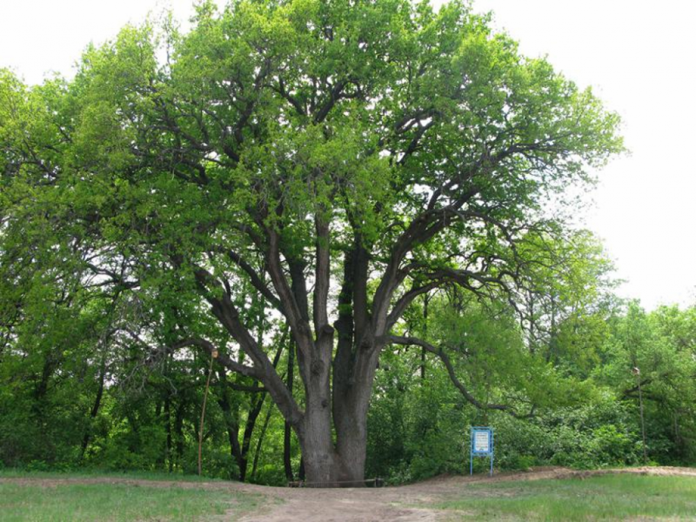 The main tree of the country. Вешенская дуб великан. Дуб великан в Вешенской. Столетний дуб Вешенская. Дуб великан Шолоховский район.