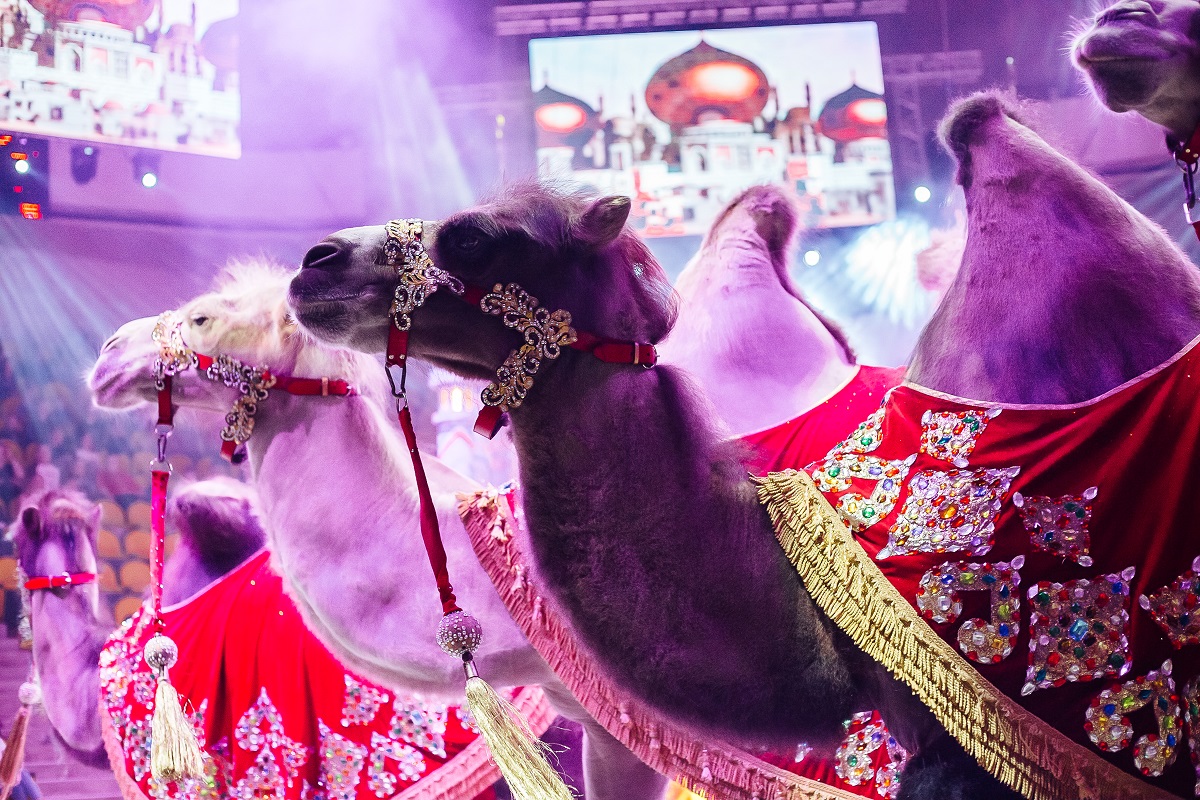 афиша воронеж цирковые представления. цирк воронеж шоу фонтанов. арена цирка воронеж. цирк воронеж новогоднее представление. воронежский цирк.