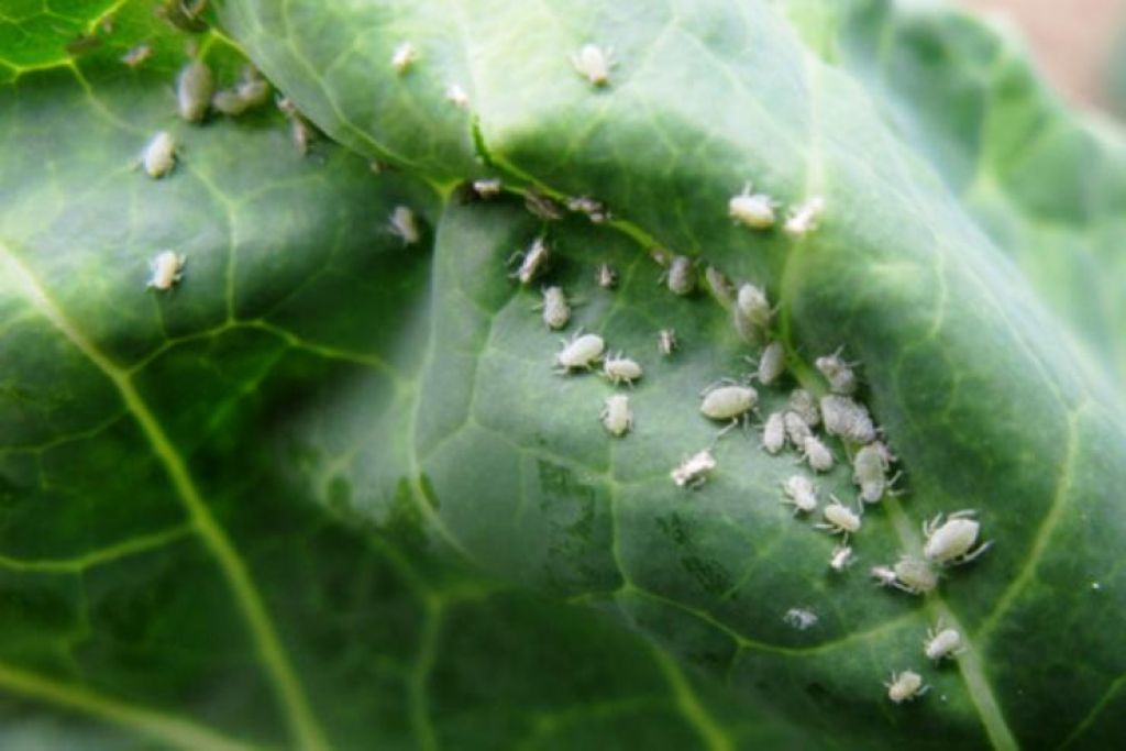 Белокрылка на капусте чем. Капустная белокрылка. Капустная тля (Brevicoryne brassicae.). Тля капустная Brevicoryne brassicae l.. Трипсы белокрылка.