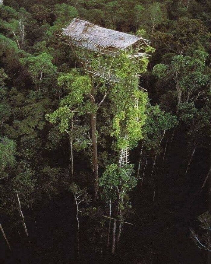 21. Заброшенный дом на дереве, принадлежавший коренному народу Папуа-Новой Гвинеи