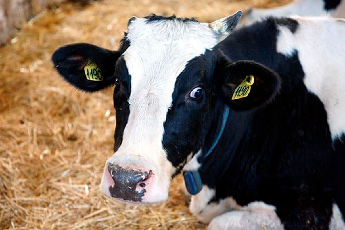 Карантин по бруцеллезу ввели в четырех хозяйствах Лабинского района