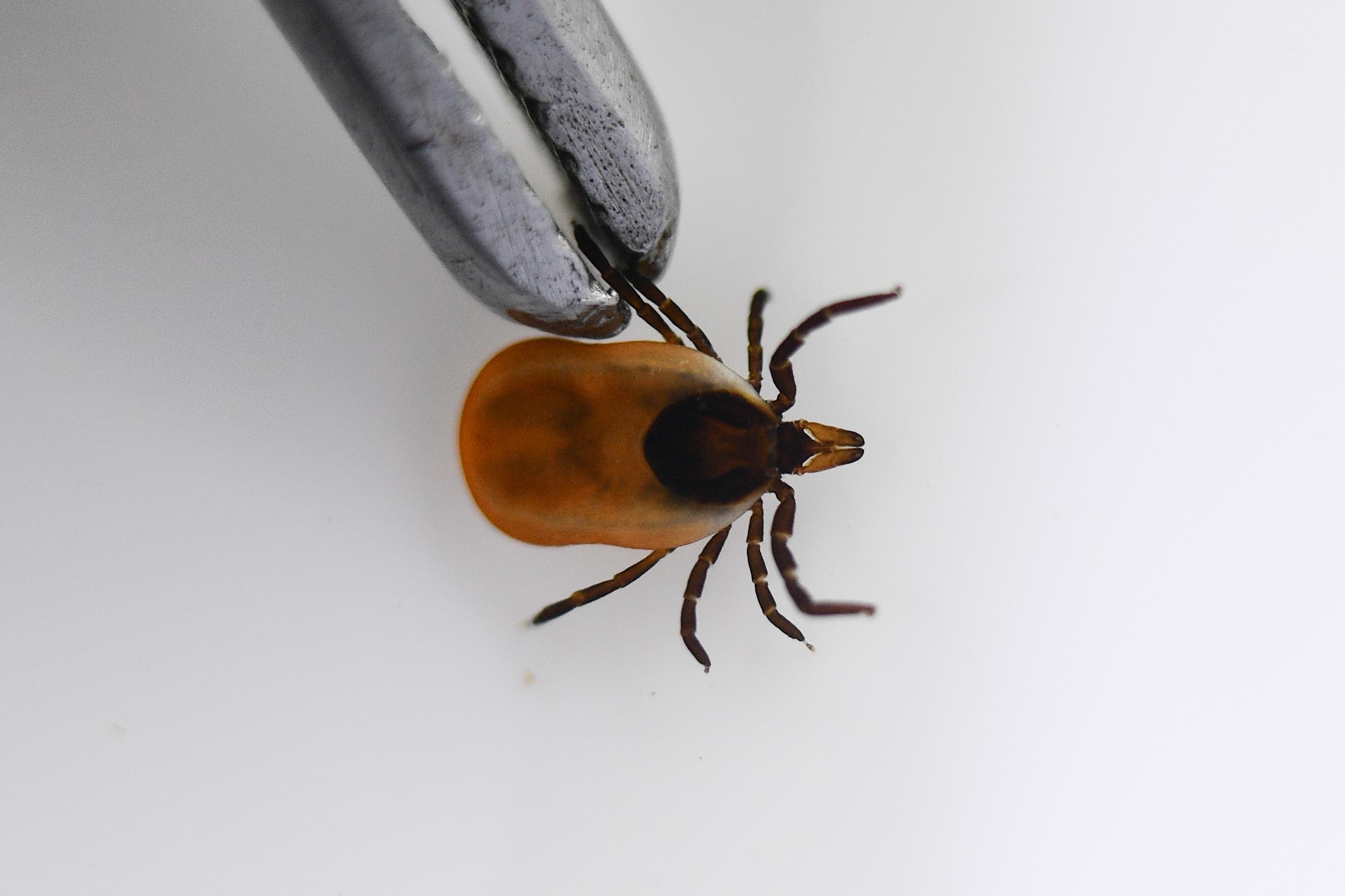 Есть ли сейчас клещи в подмосковье. Карта энцефалитных клещей. Есть ли сейчас клещи в подмосковье. Есть ли сейчас клещи в подмосковье. Красный клещ энцефалитный.