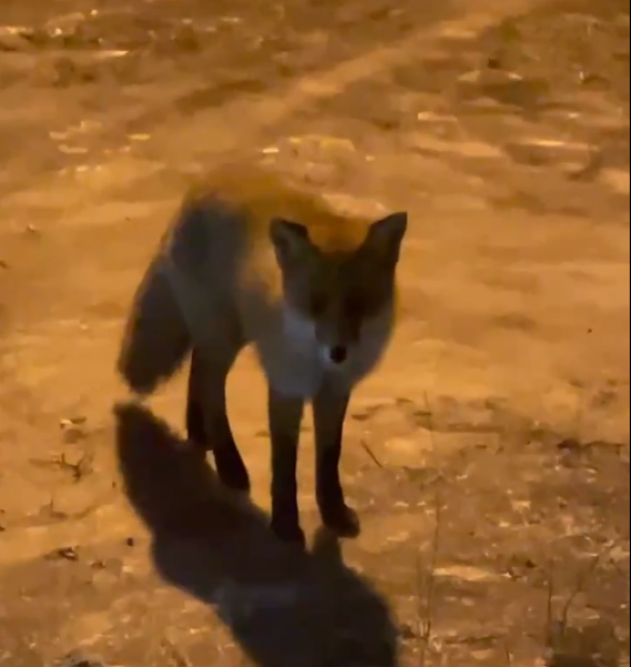 упоротый лис в автобусе. лиса в лесопарке рязань. ведро лисичек. лиса. лиса улице города.