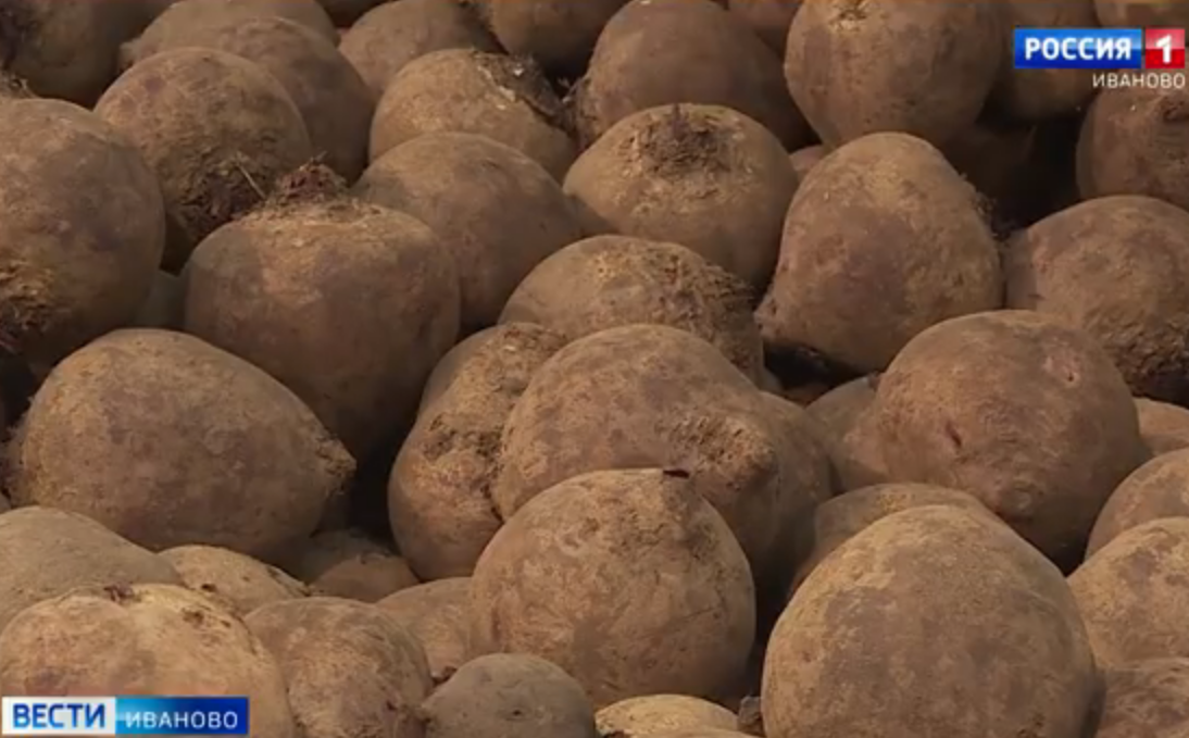 Предоставление субсидий на производство картофеля и овощей в Ивановской области переведено в электронный вид