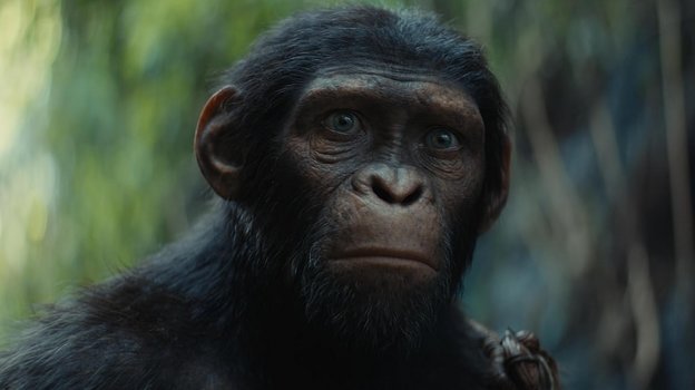 Кадр из фильма «Планета обезьян: Новое царство»
