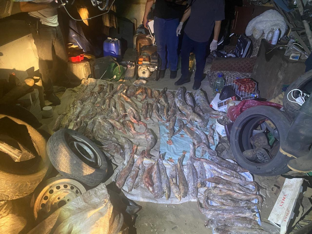 Двое астраханцев незаконно выловили около 100 осетров