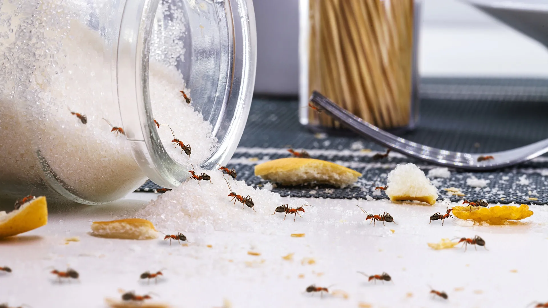 Как избавиться от муравьев в шкафу на кухне