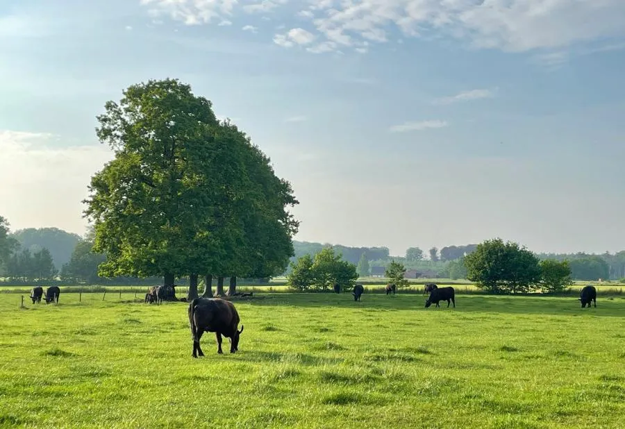 Учёные Северо-Кавказского федерального научного аграрного центра придумали, как производить больше говядины | ФОТО Tom Van Sichem on Unsplash