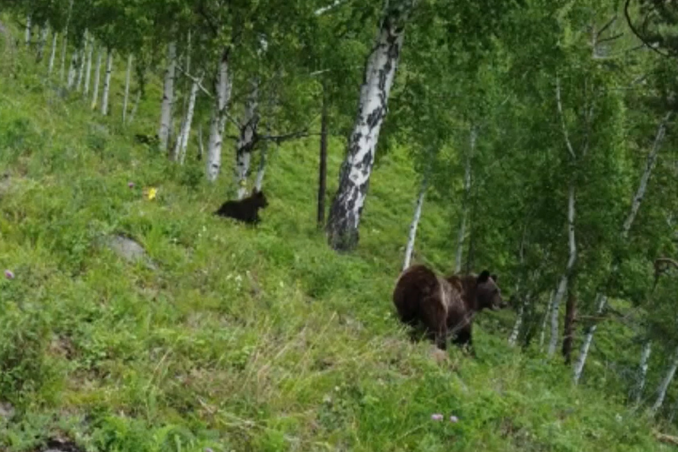 тыва гора три медведя фото без фотошопа
