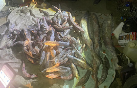 Двое астраханцев незаконно выловили около 100 осетров