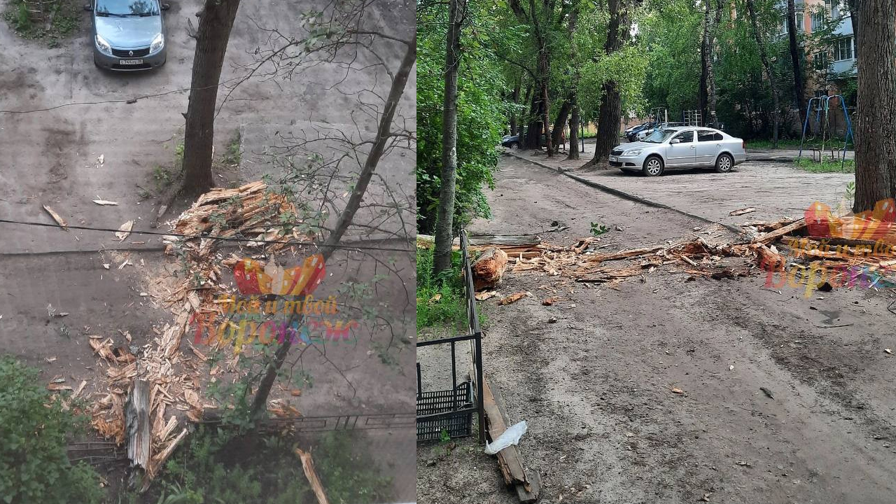 Упало дерево на женщин. Упало дерево на женщин. Дуб в асеевском парке тамбов. Упало дерево на женщин. Рухнувшее дерево убило 5-летнего мальчика.