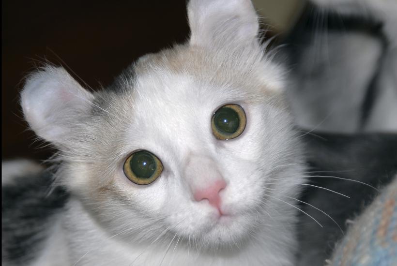 Котёнок Американский кёрл