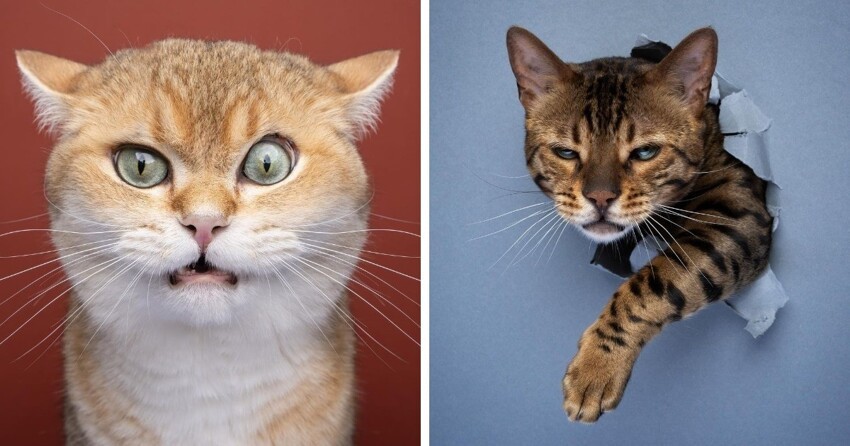 20 фото котов Фотограф из Германии делает потрясающие снимки котиков, показывая, сколько разны