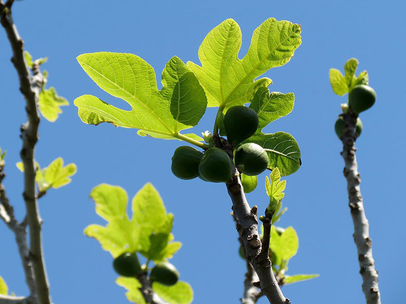 Natural means. Инжир куст. Смаковница в средней полосен. Инжирное дерево весной. Инжир дерево в средней полосе.