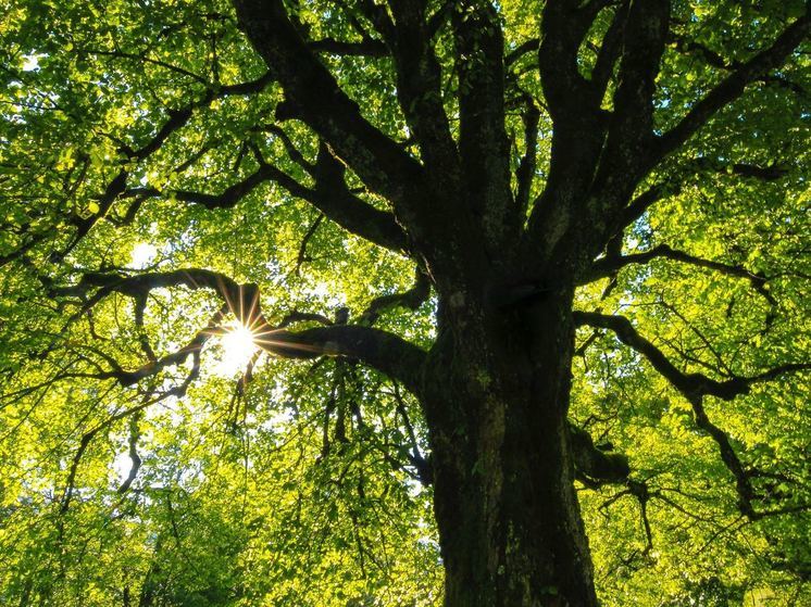 Новый сквер с настилом на сваях появится в Калининграде