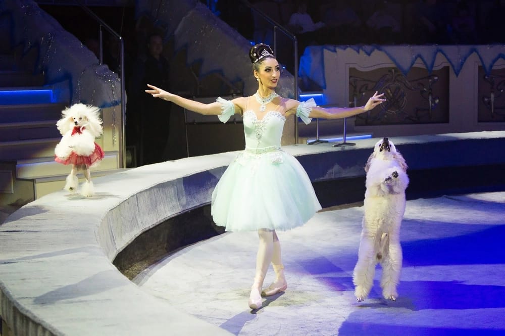 Шоу гии эрадзе бурлеск. Новый год в цирке нижний новгород. Нижегородский цирк афиша. Новый год в цирке нижний новгород. Цирк гии эрадзе нижний новгород.