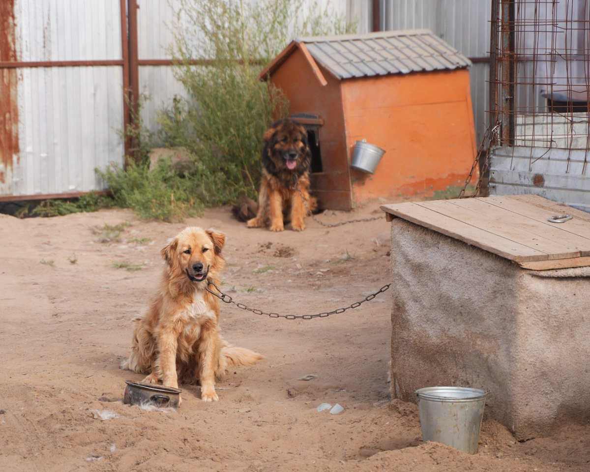 Деньги на содержание безнадзорных животных в приюте Якутска скоро закончатся