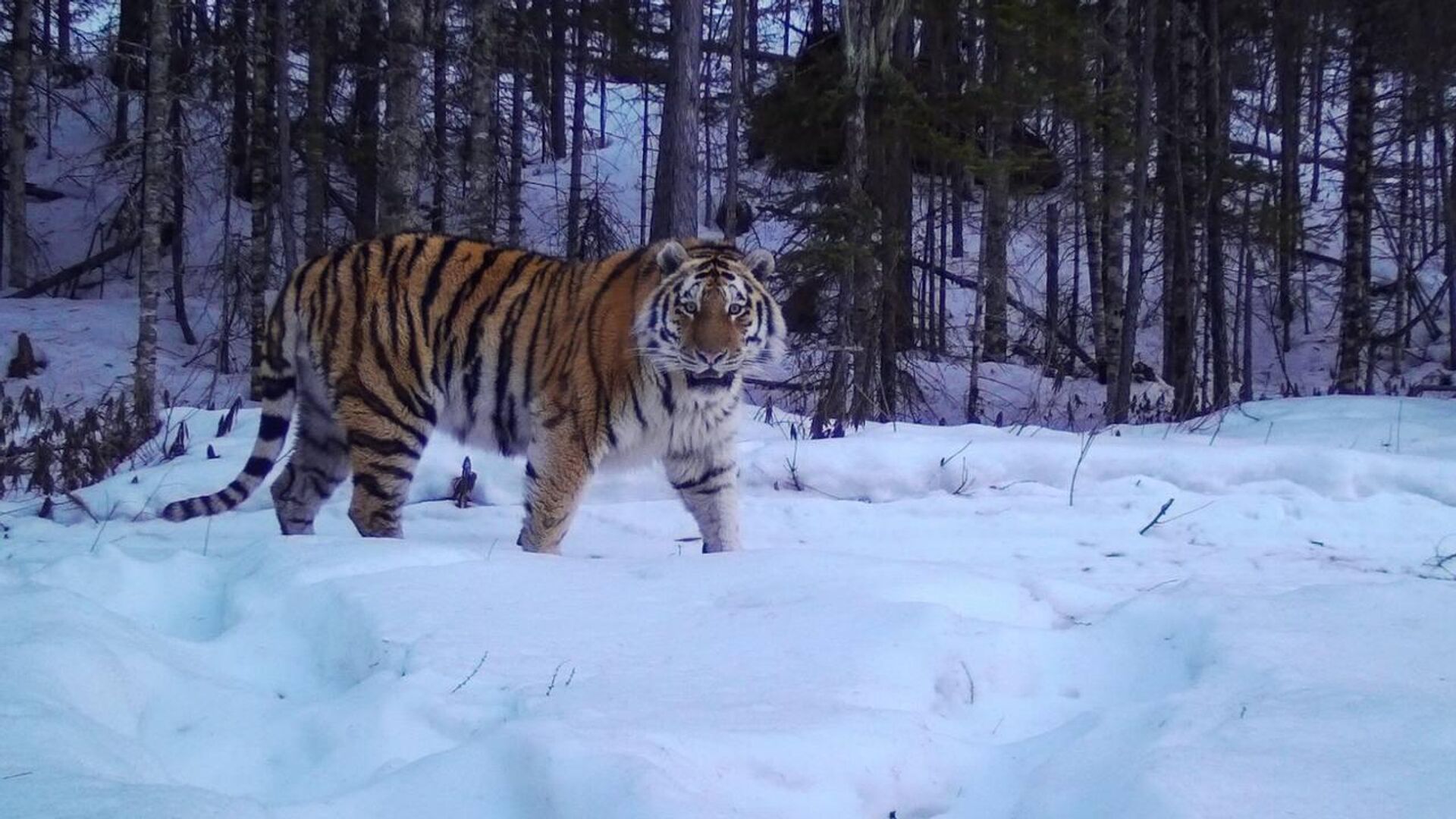 Тигр приморский край. Сихотэ-Алинский заповедник Амурский тигр. Амурский тигр Приморский край. Амурский тигр Владивосток. Тропа тигров Сихотэ Алинский заповедник.