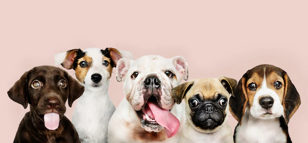 Group portrait of adorable puppies