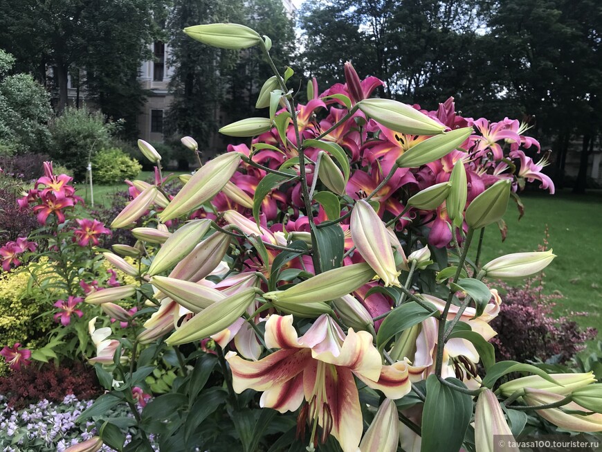 От Аничкова сада до улицы Росси