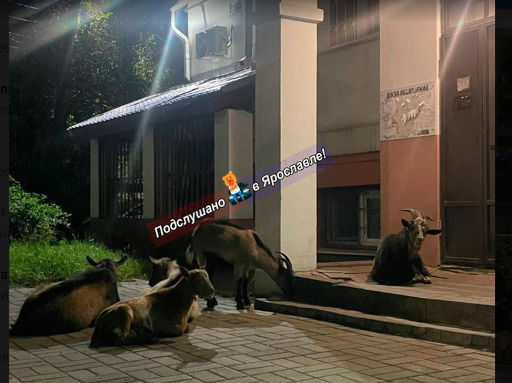 Ярославский зоопарк вернул беглых коз владельцу