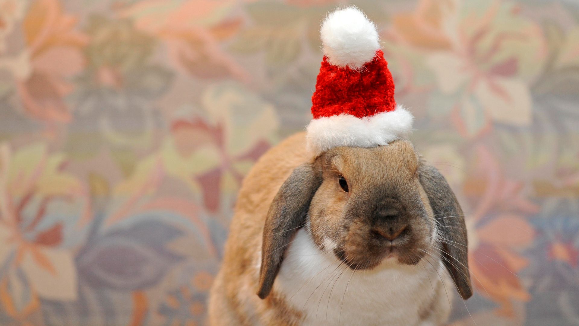 Год кролика хороший. Кролик новый год. Кролик новогодний живой. Большой новогодний кролик. Новогодний кролик девочка.