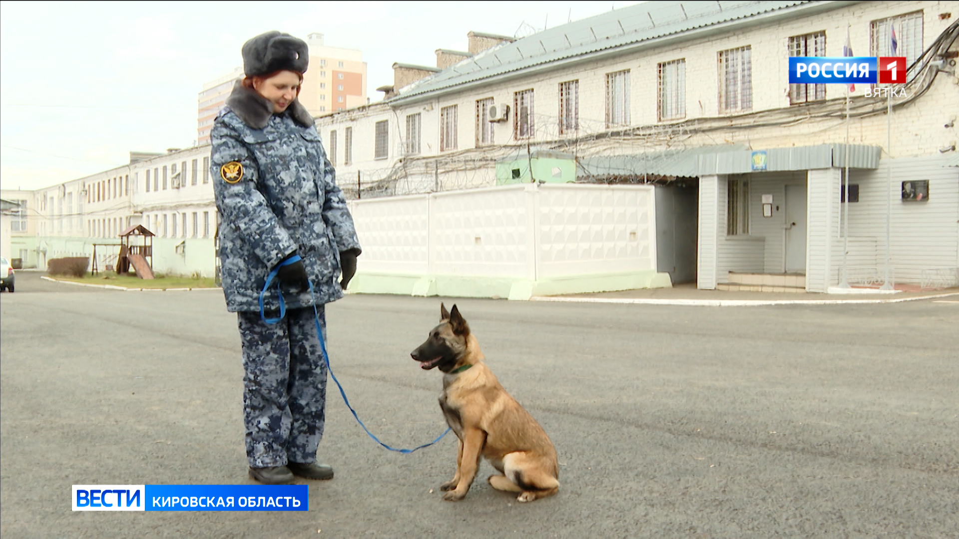 На службу в кинологическое подразделение кировского УФСИН заступят 4 бельгийские овчарки