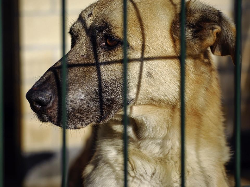 Квартиру жительницы Москвы принудительно очистили от мусора и собак