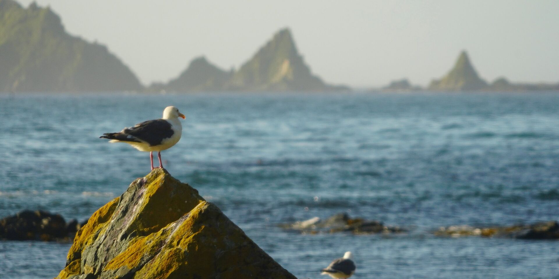 Чайки на мысе Васин острова Уруп - ИноСМИ, 1920, 10.11.2025
