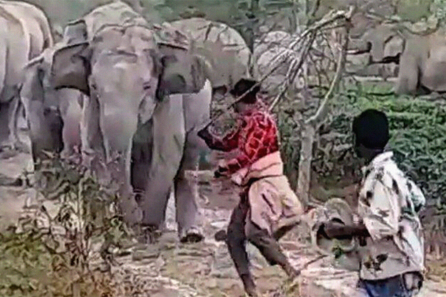 Индия нападения. Слоны нападают на людей. В Индии слон напал на подростка, ударившего его палкой. Слон из Индии.