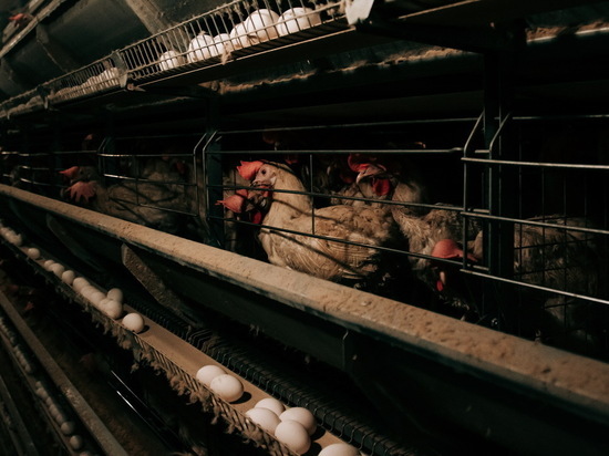В 2022 году Чувашия нарастила экспорт мяса птицы в Китай