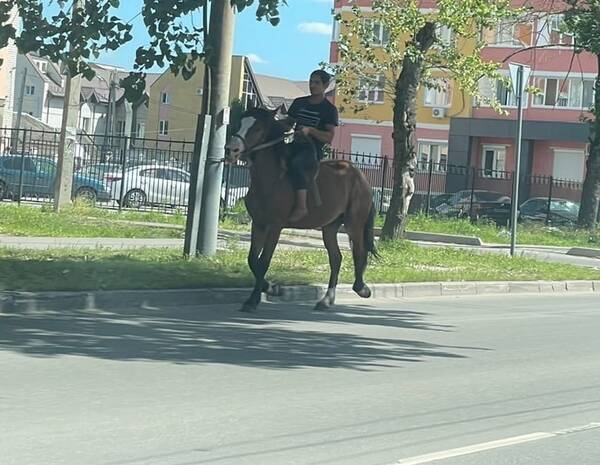 лошади брянск бежица. лошадь под тяжелого всадника. радица крыловка цыгане. лошади брянск бежица. лошади брянск бежица.