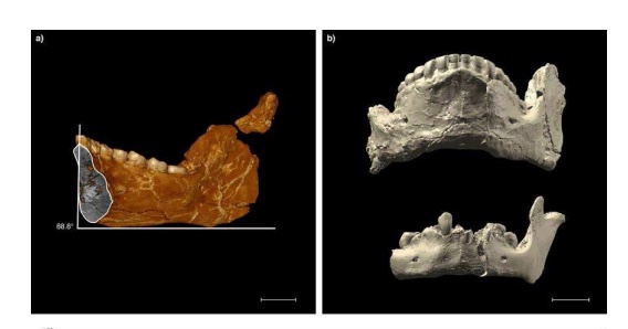 160 000-летние окаменелые черепа, обнаруженные в Эфиопии, являются древнейшими анатомически современными людьми, изображение №6