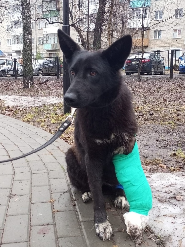Томичи спасли умирающую в горах Осетии раненую собаку
