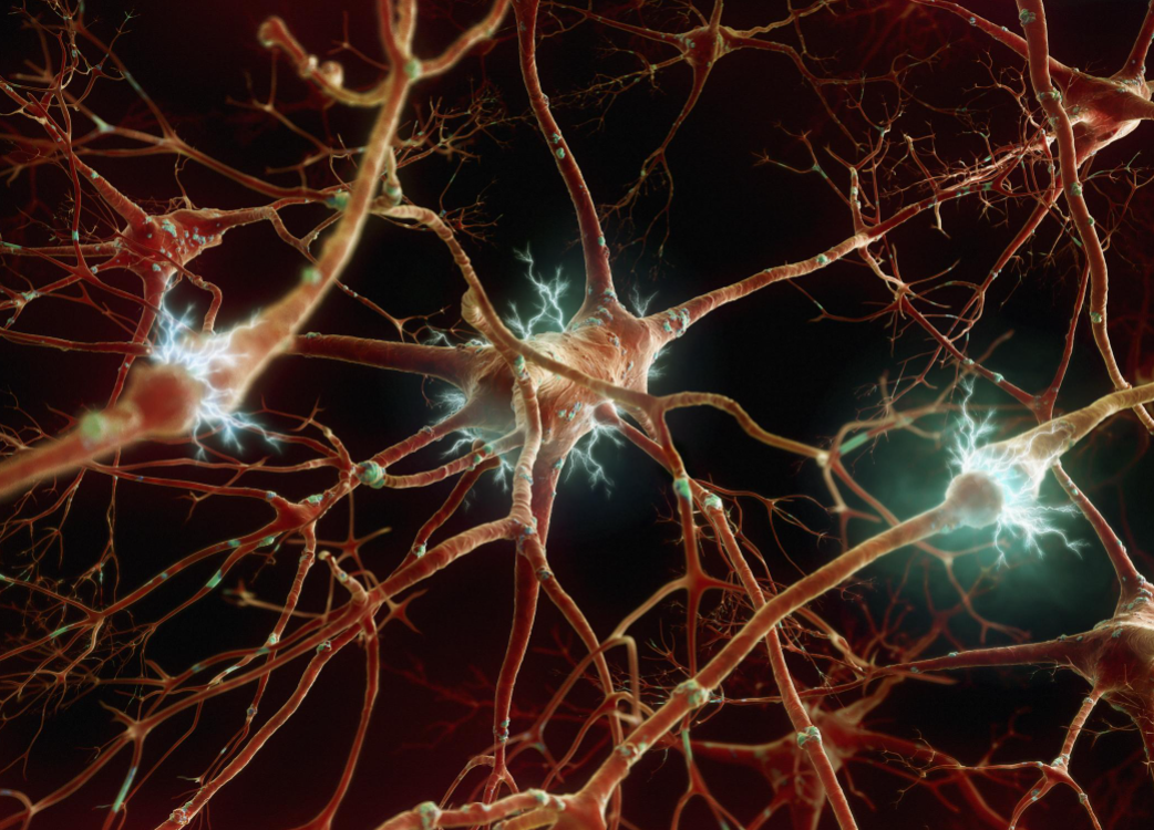 Brain cells. Нервная система Нейрон. Нейрон клетка головного мозга. Нейрон клетка нервной системы. Мономодальные Нейроны.