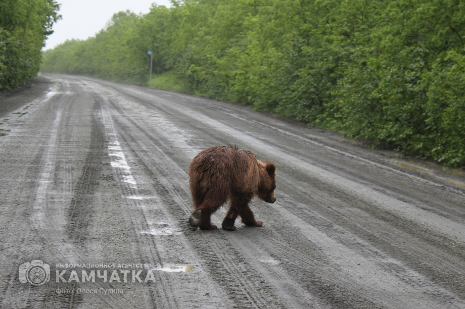 Карту выхода медведей в населённые пункты разработали на Камчатке. Фото: Олеся Сурина, архив ИА 