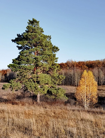 Реликтовые сосны Самарской Луки