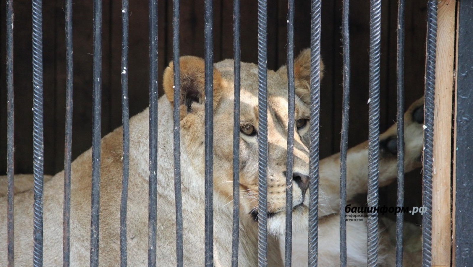 Звери били. Зоопарк Саванна в Уфе. Последние новости про нового животного Липецкого зоопарка.