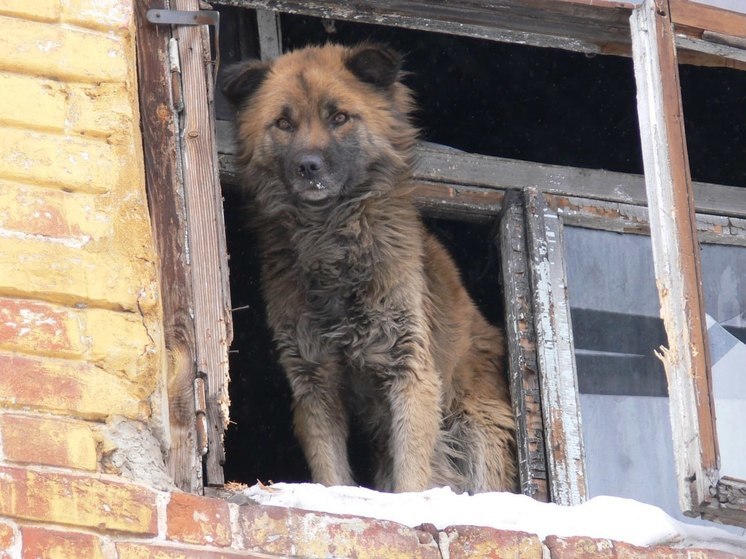 Петербуржцам рассказали, как уберечь своих собак от догхантеров