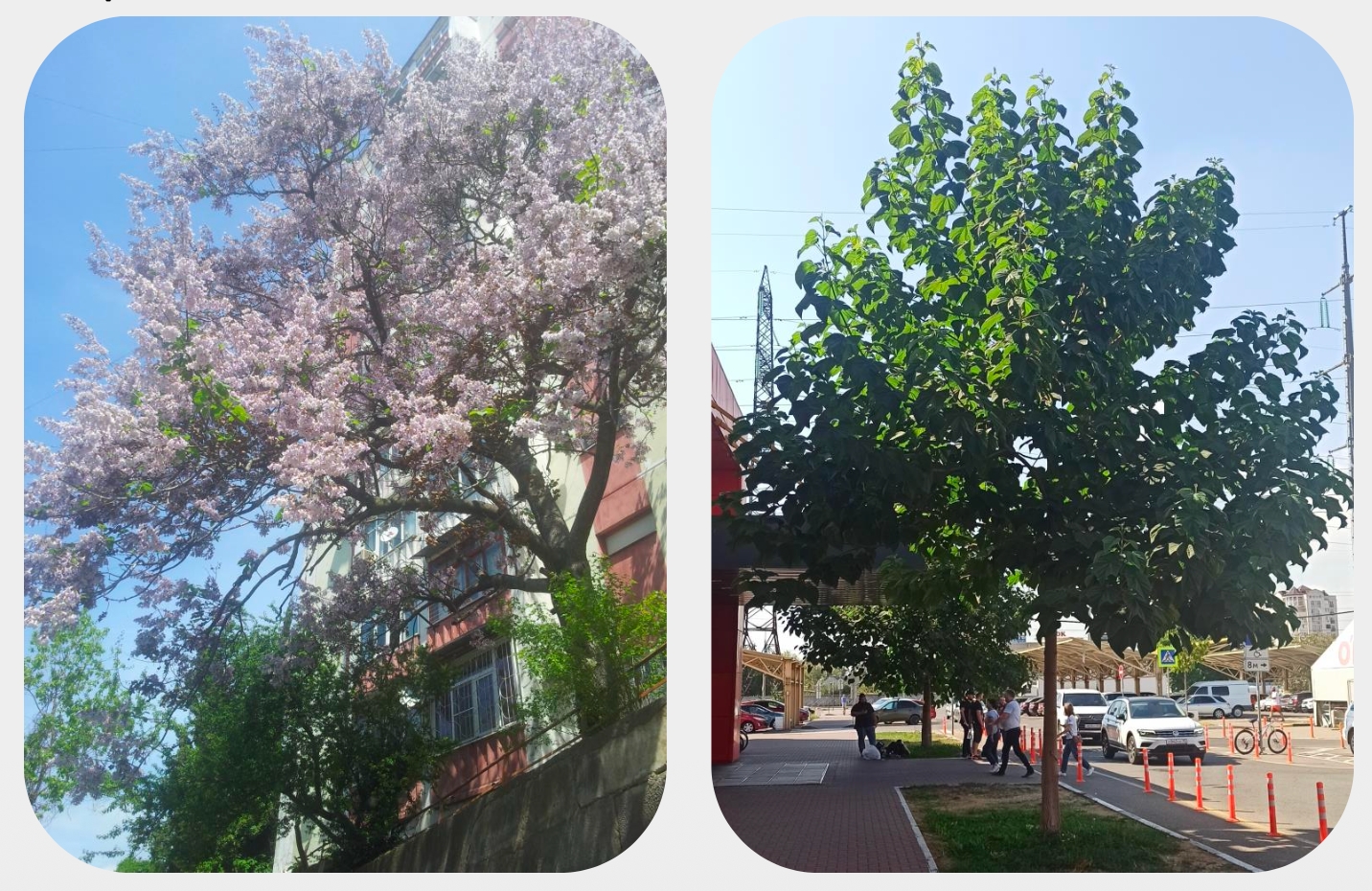 Павловния войлочная (Paulownia tomentosa (Thunb.) Steud.)