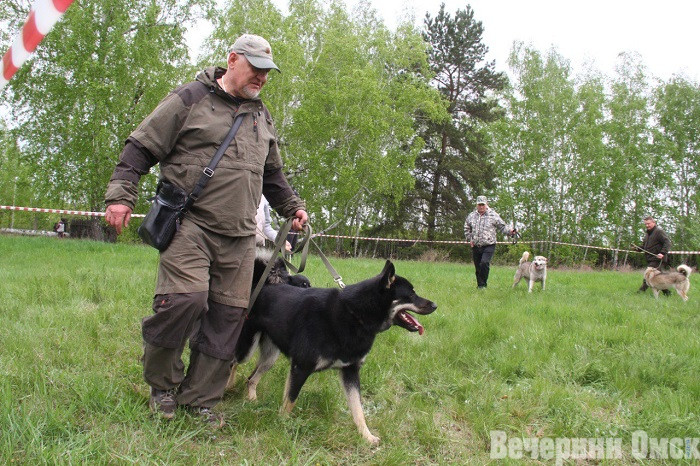 Лайки, борзые и гончие: в Омске прошла выставка охотничьих собак