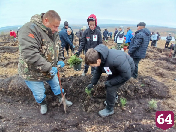 Осенью в Саратовской области высадят 3 миллиона сеянцев 
