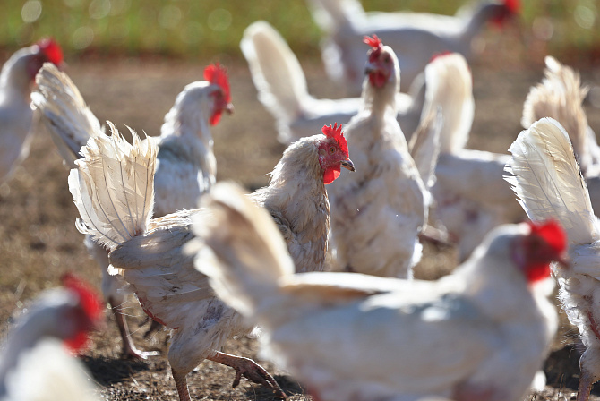 птицефабрика куры 