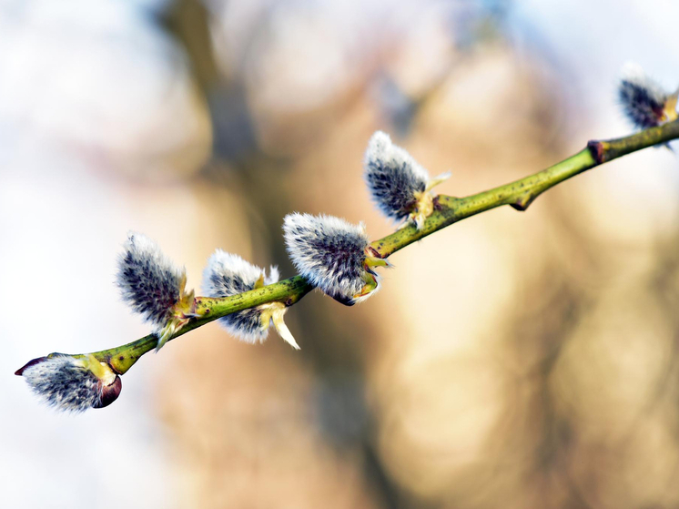 Германия — Белое Рождество отменяется?