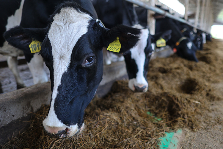  «Август-Агро» в этом году вводит в эксплуатацию животноводческий комплекс «Ульянково» 
