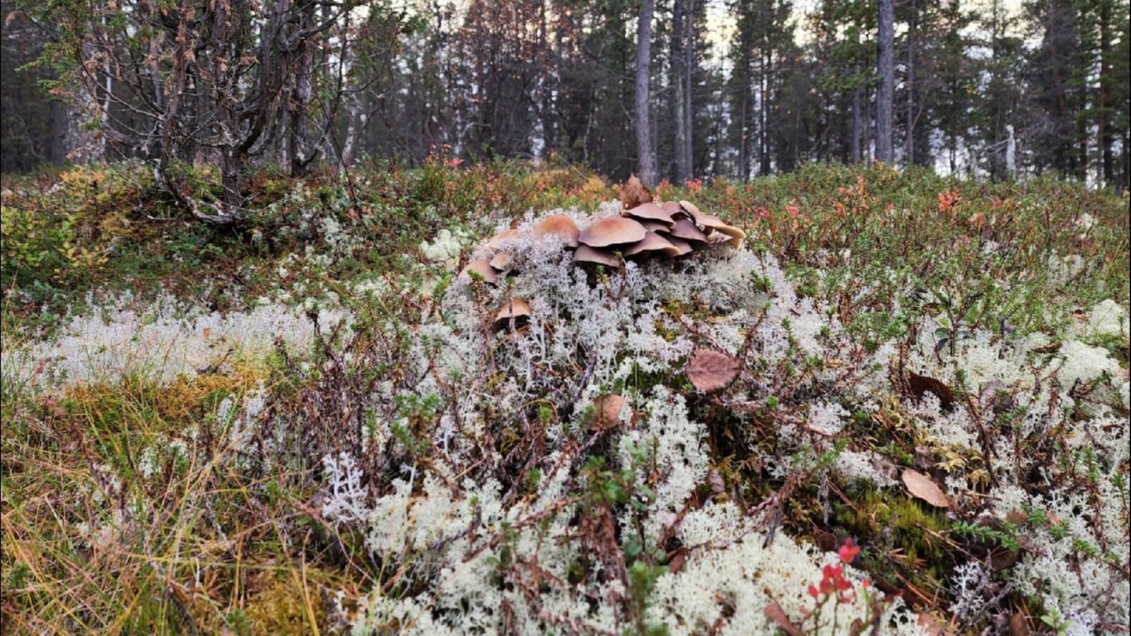 Осадки мурманска. Заполярье Мурманск. Пасмурный день Карелия. Умеренный снег. Дождливое место на севере.