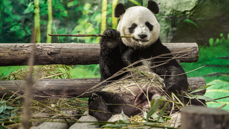 Поиск panda