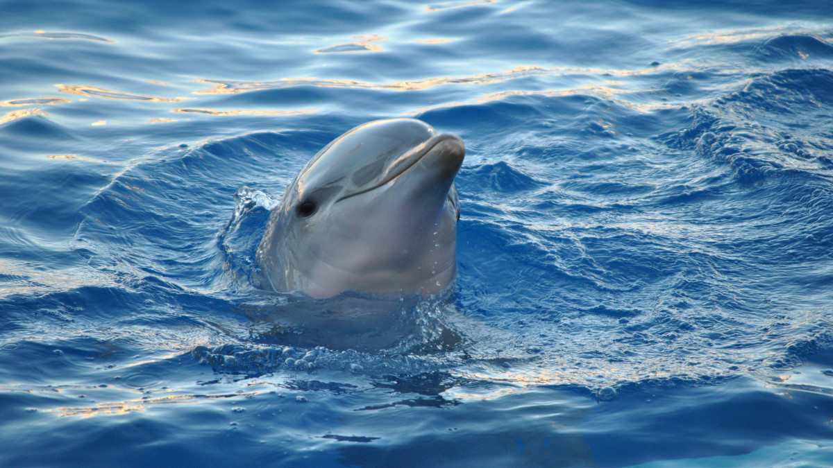 Дельфины живут лет. Дельфин белобочка. Бутылконосый Дельфин. Морские млекопитающие Дельфин. Дельфин-Афалина.