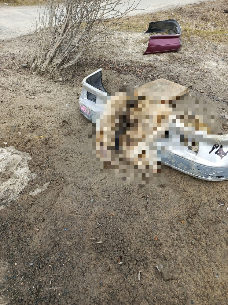 Собачью шкуру выбросили посреди двора в Петрозаводске